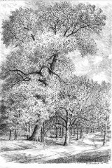 8.Red Oak Along Roadway, Washington Park, 1998